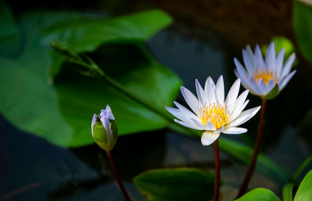 Lotus-bloem in vijver.