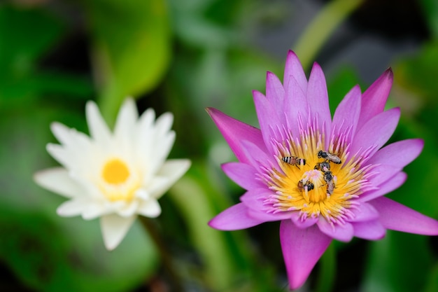 Lotus-bloem met bezige bij.