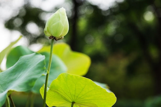 Lotus-bloem mooie lotusbloem.