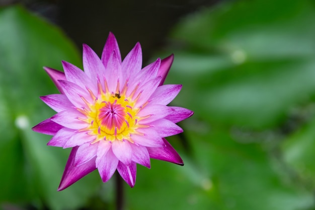 Lotus-bloem of waterleliebloem die in de vijver bloeien