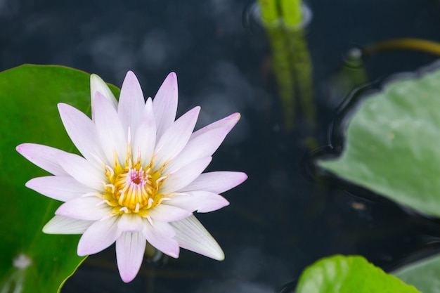 Lotus-bloem of waterleliebloem die in de vijver bloeien.