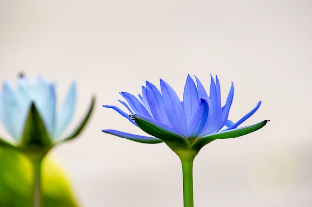 Lotus-bloemen purpere Achtergrondbladeren groen