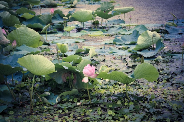 Lotus bloom in summer