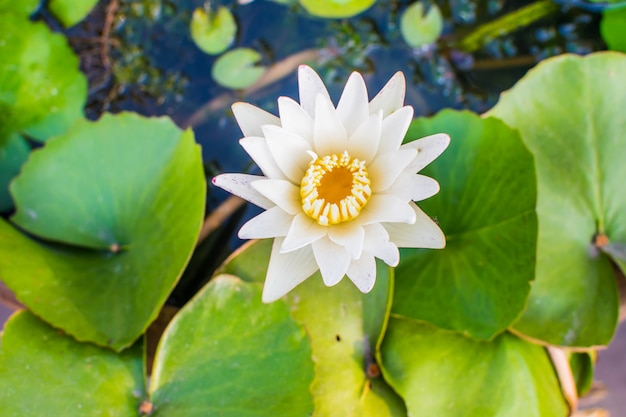 lotus blooming on water   