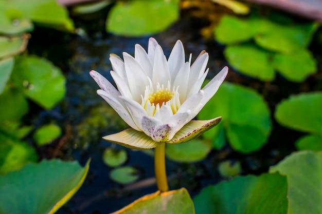 lotus blooming on water   