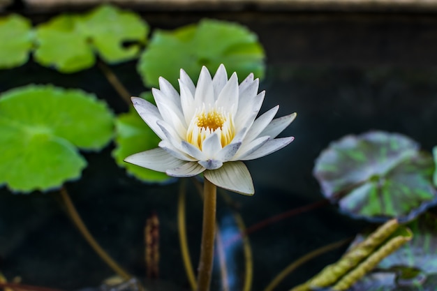 Photo lotus blooming on water