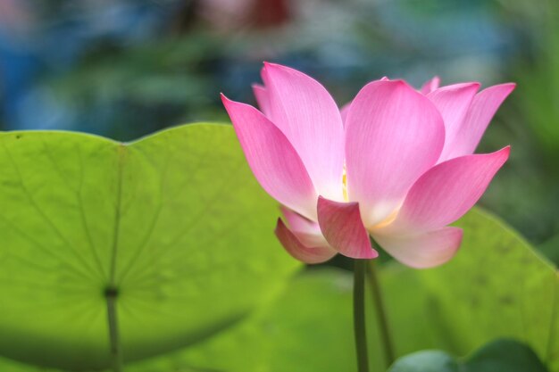 Lotus blooms in the dawn