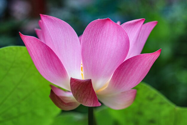 Lotus blooms in the dawn