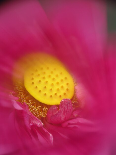 朝に蓮の花がく