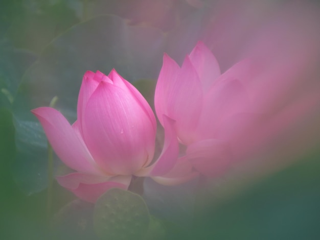 Photo lotus blooms in the morning