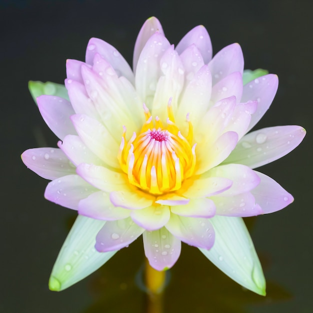 写真 水上の蓮の花。