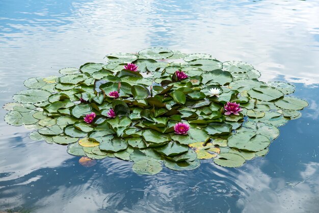 Lotus blossom on lake surface on sunny day