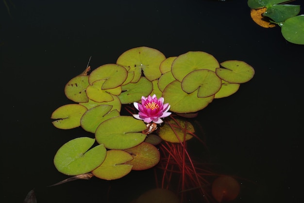 Foto fiore di loto nello stagno del giardino cittadino