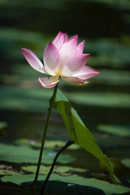 Lotus blossom serenade a stunning portrait of nature's grace amp tranquility in water