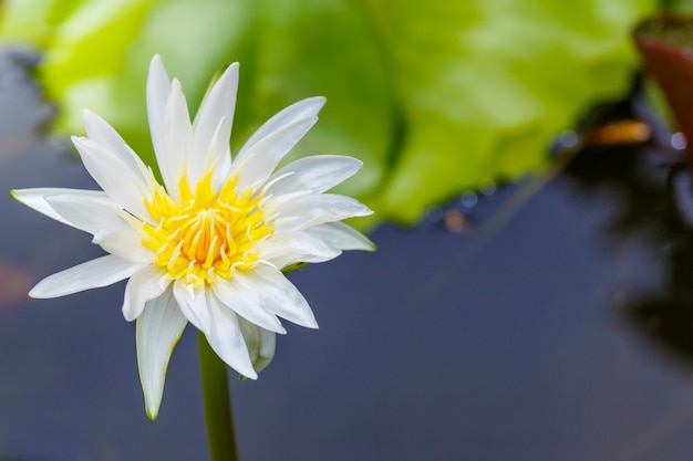 Lotus blossom white