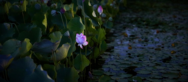 Photo lotus in the dark night