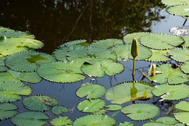 Lotus- en lotusvijvers.