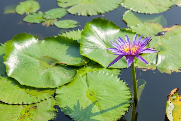 Lotus- en lotusvijvers.