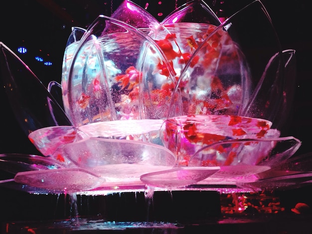 Photo lotus fish tank in aquarium