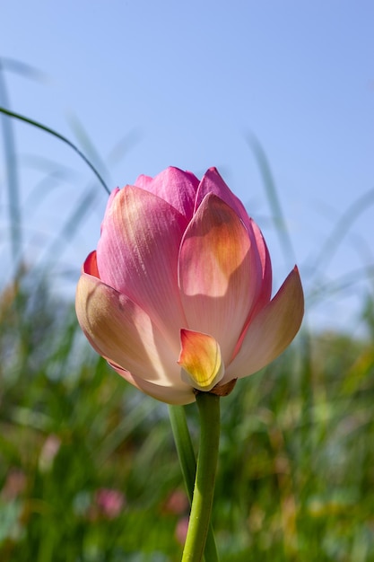 Photo lotus flower on the background of water and leaves