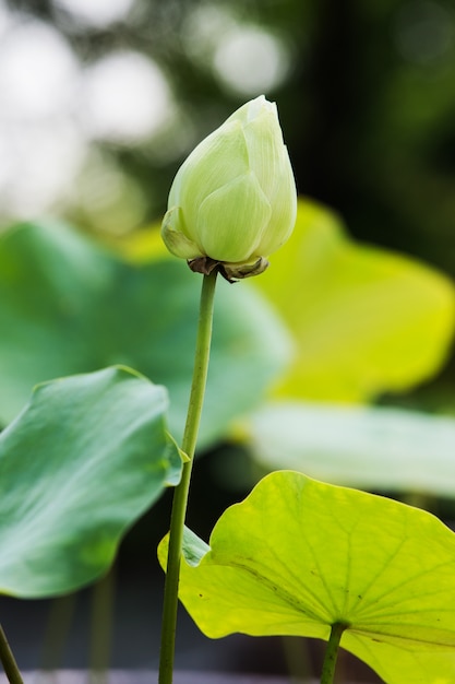 蓮の花美しい蓮。