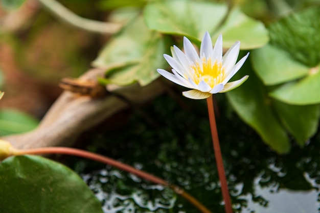 美しい池の中で隔離されたロータスの花