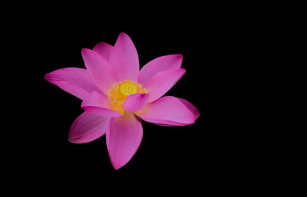 lotus flower on black background