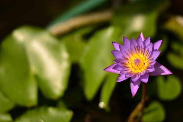 Foto fioritura del fiore di loto al mattino.