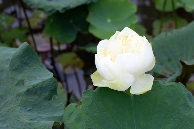 Lotus flower blooming in pond with green leaves