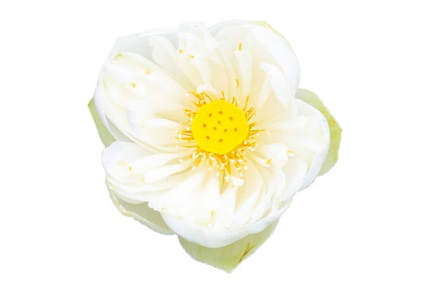 Lotus flower blooming on white