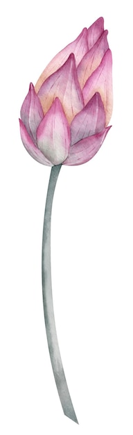 Lotus flower bud hand drawn watercolor illustration of pink water lily on isolated background