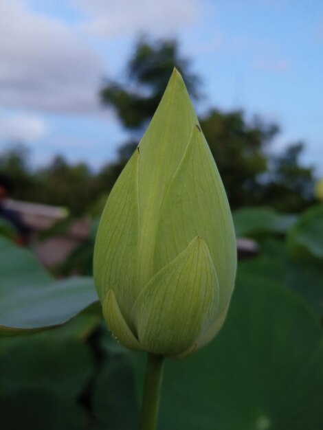 Lotus flower bud in the pond with green leaves and blue sky