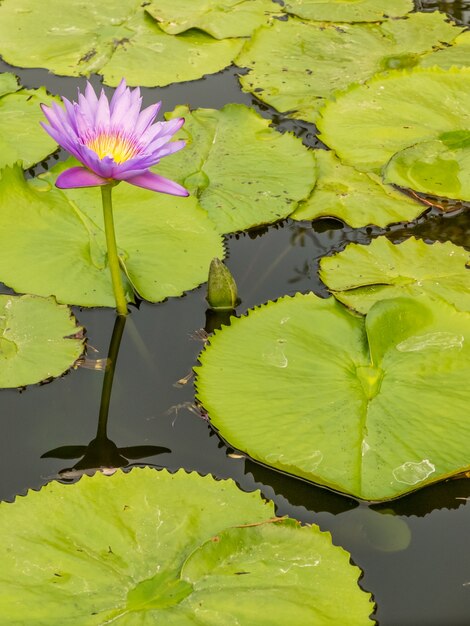 lotus flower in the city pond