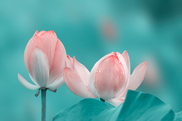 Photo lotus flower close-up