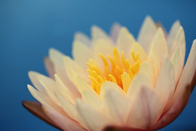 Lotus flower in close up