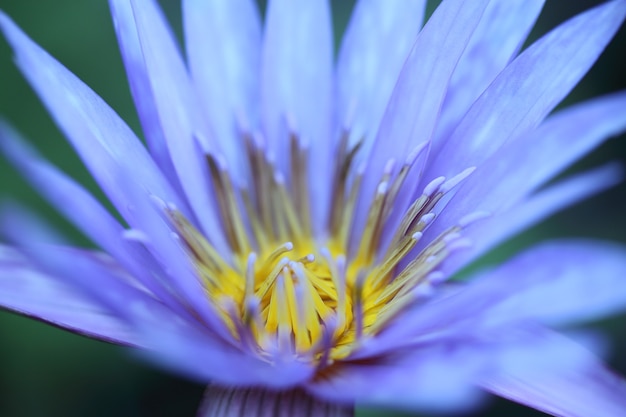 Lotus flower in close up