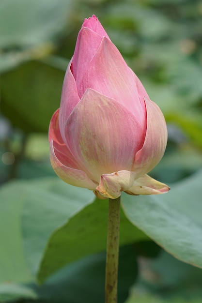 Lotus flower in the garden pond