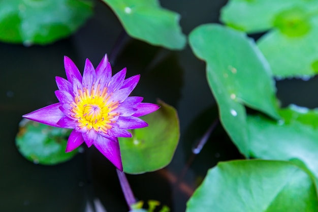 庭の蓮の花