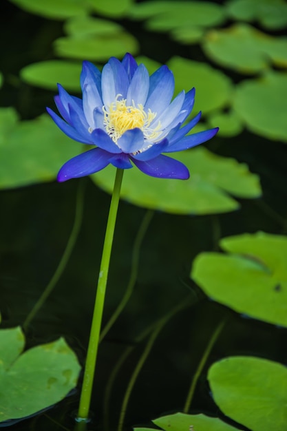 호수에 연꽃 녹색 잎