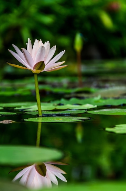 湖の蓮の花緑の葉