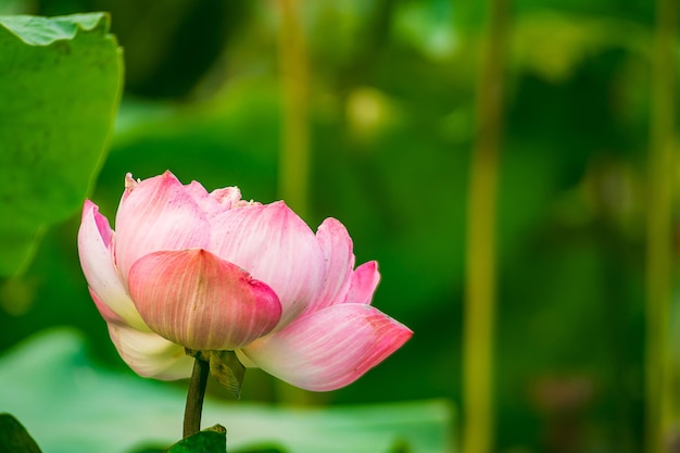 Lotus flower green leaves in the lake