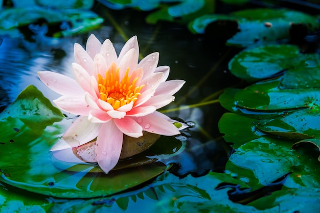 Il fiore di loto è accompagnato dai ricchi colori della superficie dell'acqua blu scuro. natura indietro