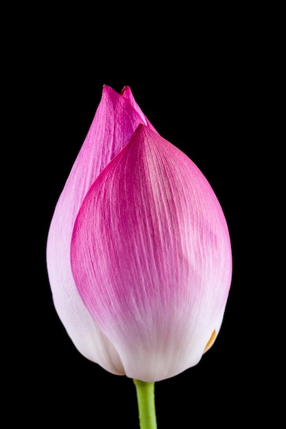 黒の背景に分離された蓮の花