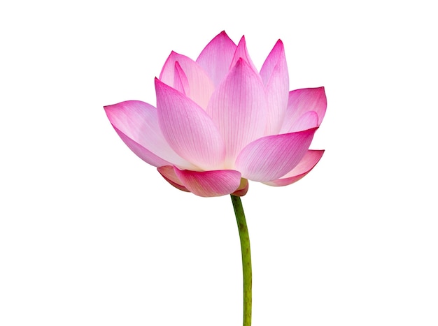 Lotus flower isolated on white background. File contains with clipping path so easy to work.