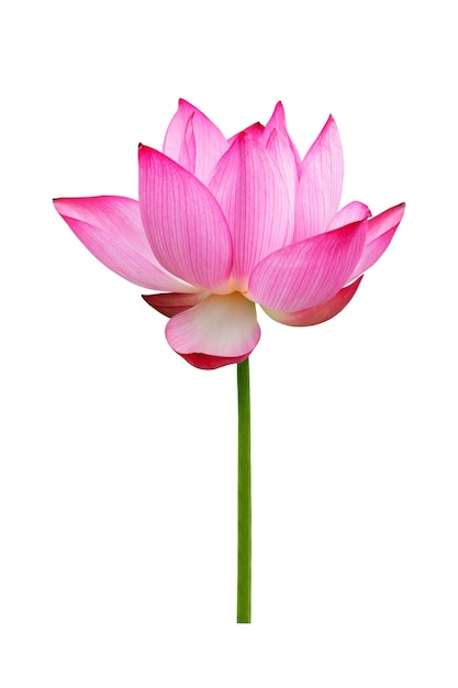 Lotus flower isolated on white background. File contains with clipping path so easy to work.