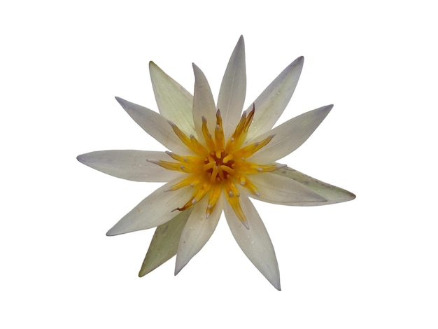 Lotus flower isolated on white background Water lily flower for flower frame or other decoration