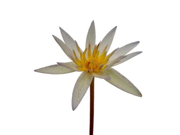 Lotus flower isolated on white background Water lily flower for flower frame or other decoration