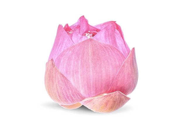 Lotus flower isolated on white background