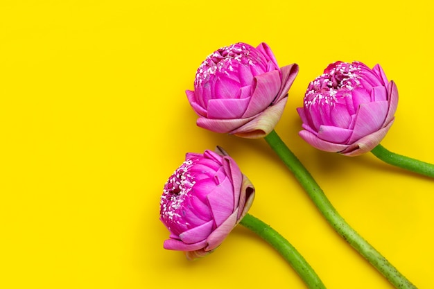 Lotus flower isolated