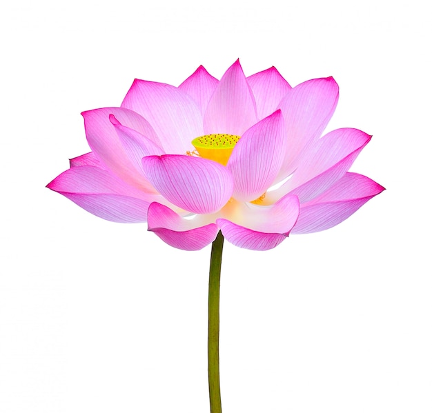 Lotus flower isolated